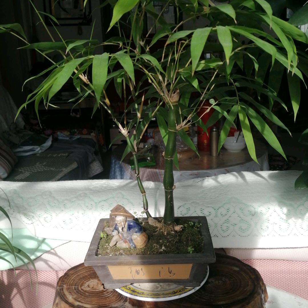 彬彬有礼