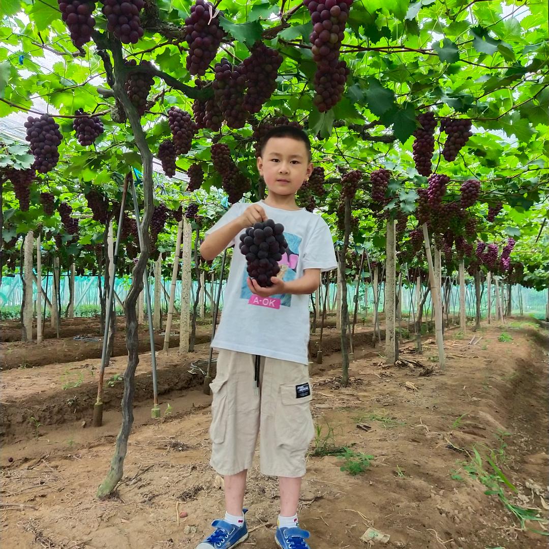 🍇🍇紫葡萄🍇🍇🍷🍷