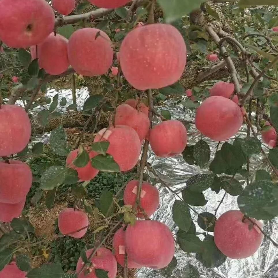 今年的小目标