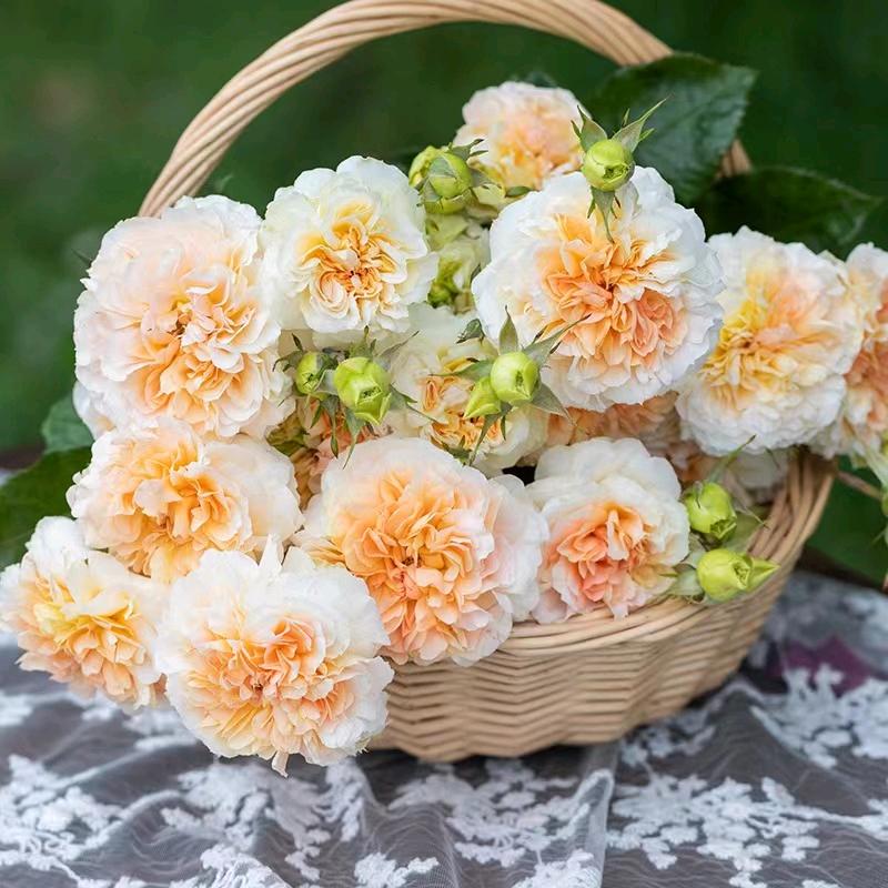 花好月圆花卉园艺
