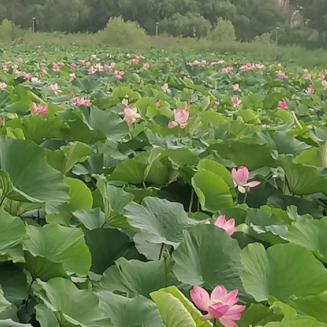 浩然奶奶