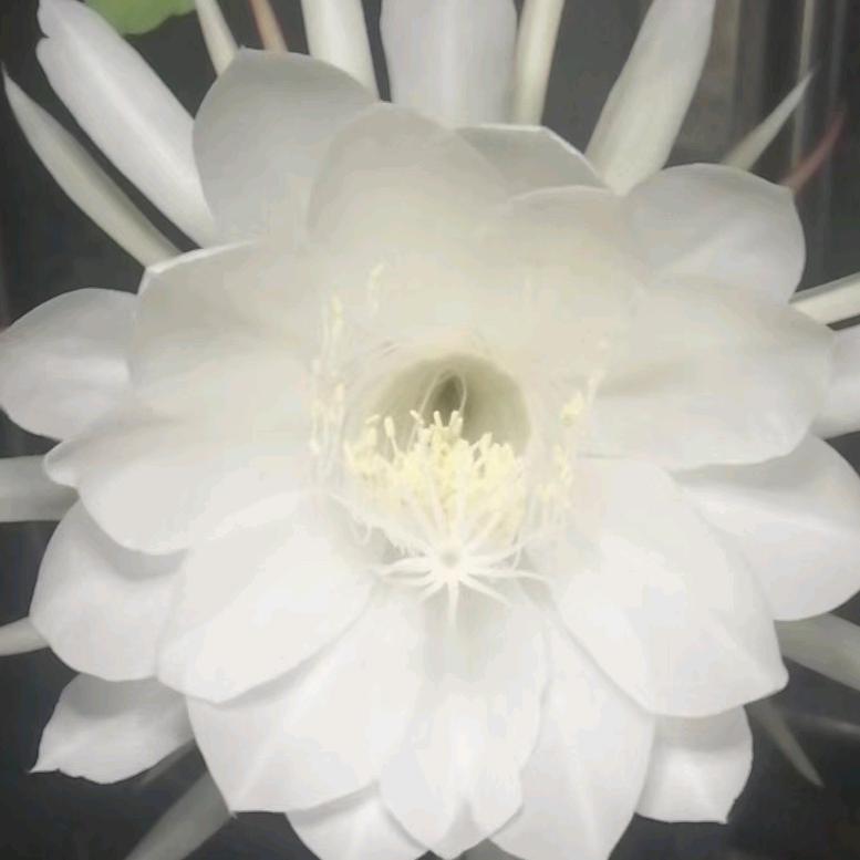 头哥