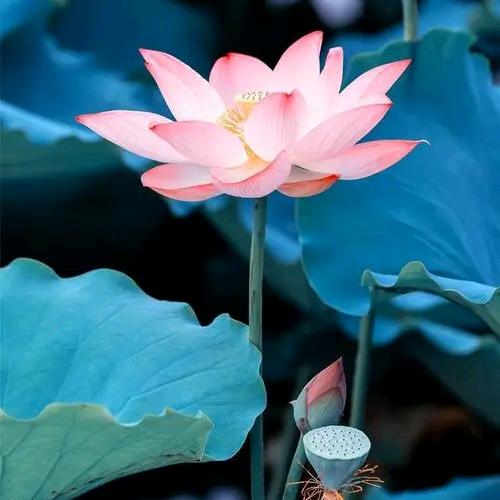 A~八方（有缘人）