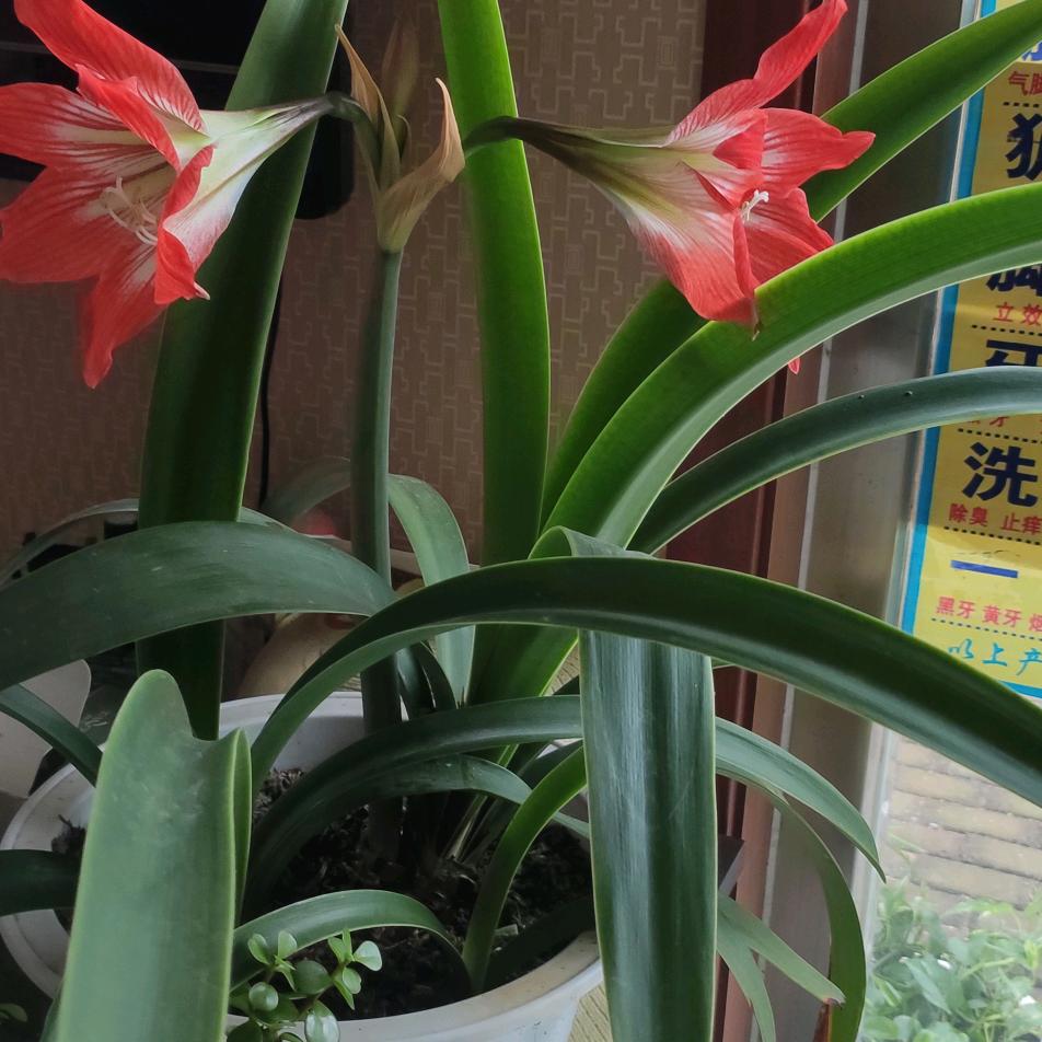 王秀清