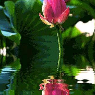 愿做菩萨那朵莲（普身蝴蝶䤚水族）