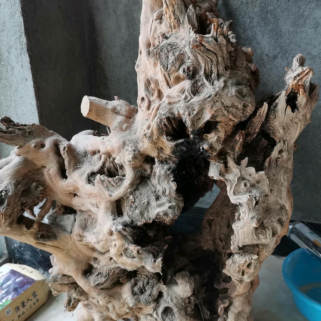 狼牙盆景