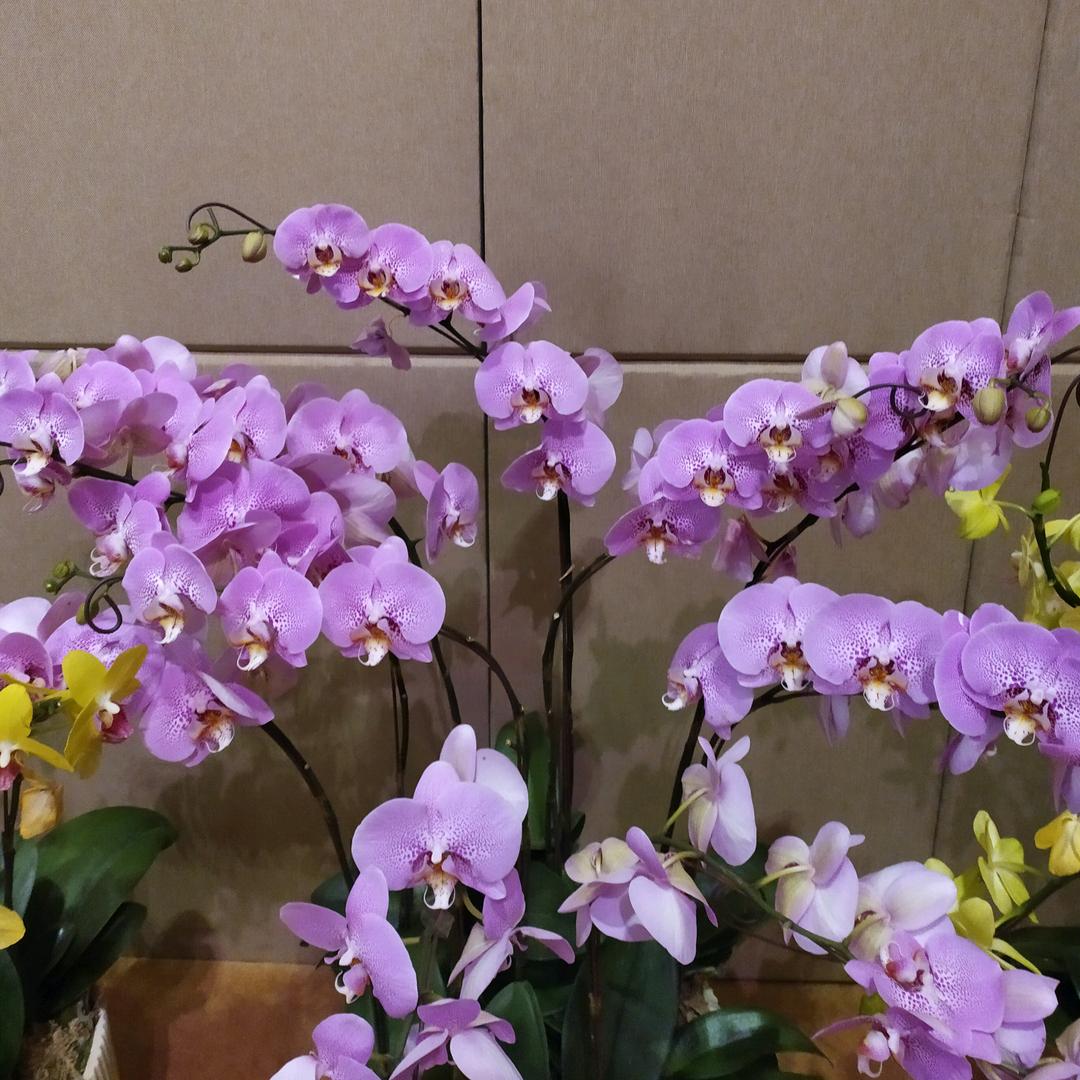 四月