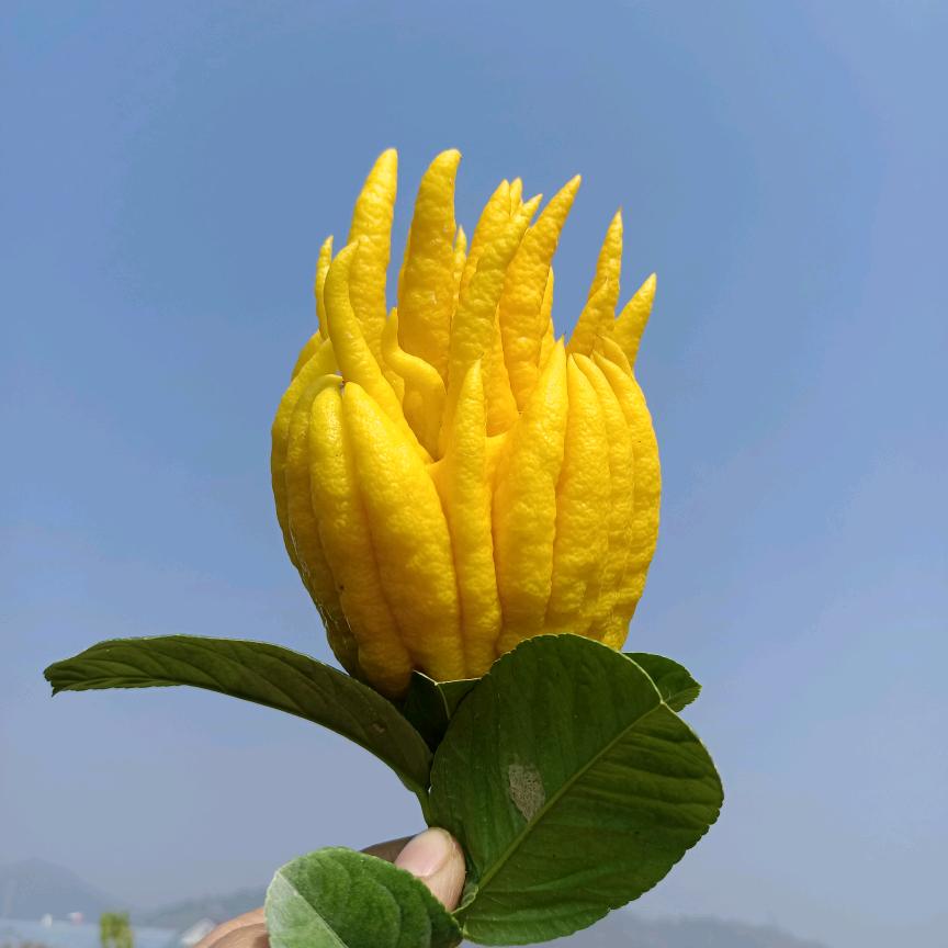赞赞侬家金华佛手