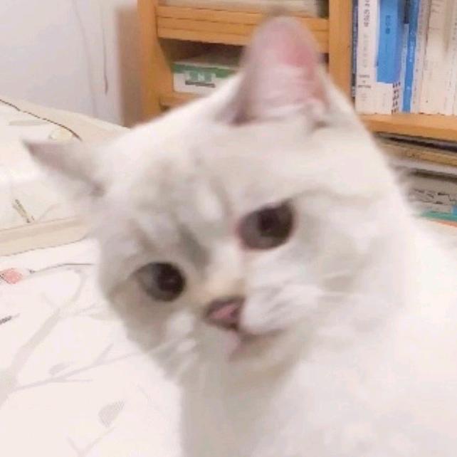 七仔仔✨