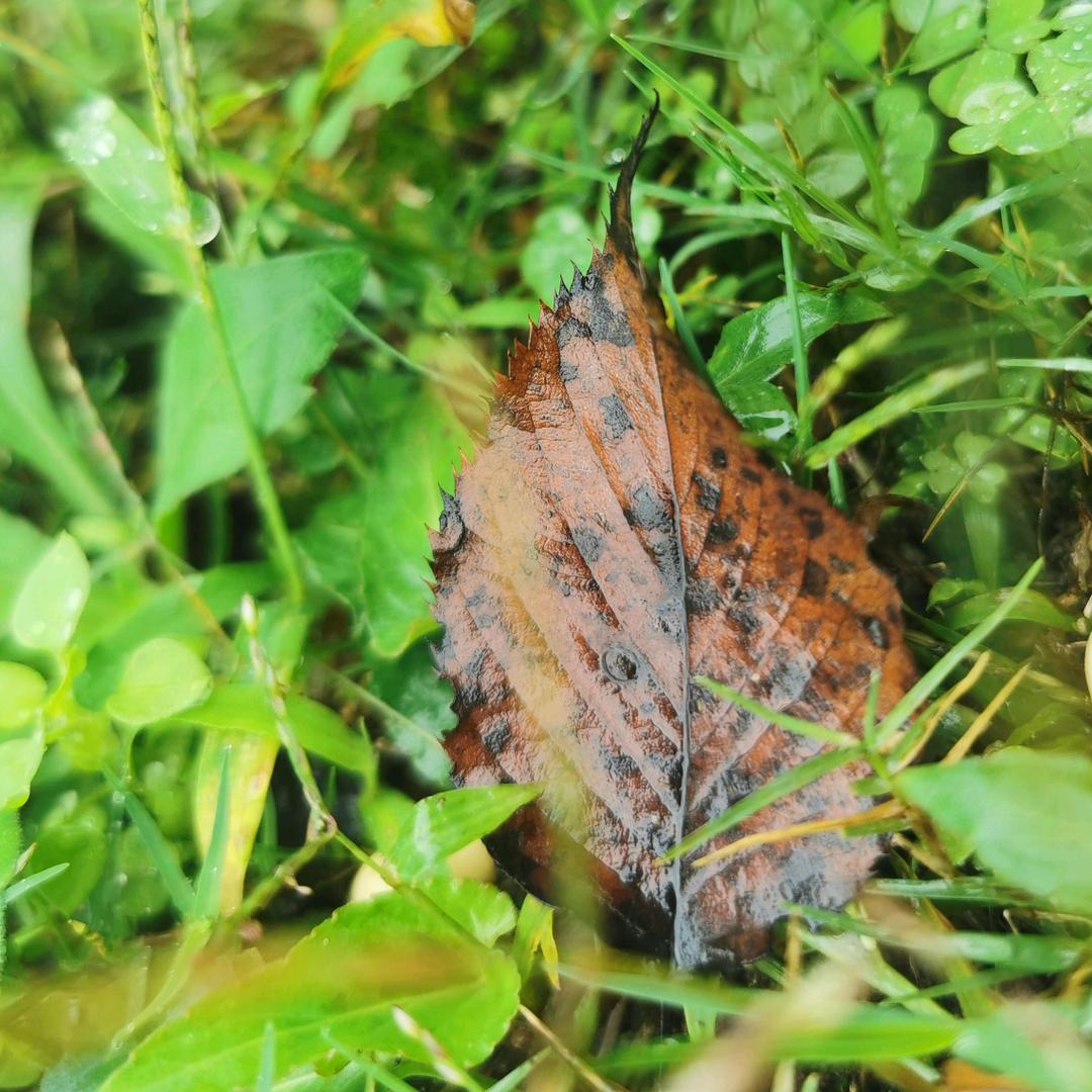 巧笑倩兮美目盼兮