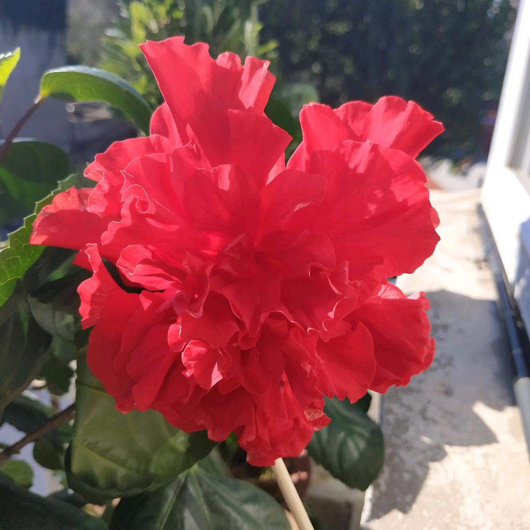 白奶奶