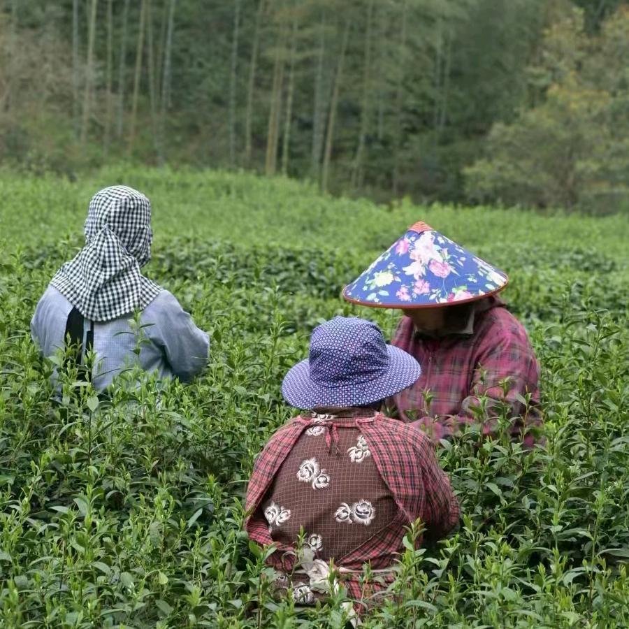 崇阳茶叶商行