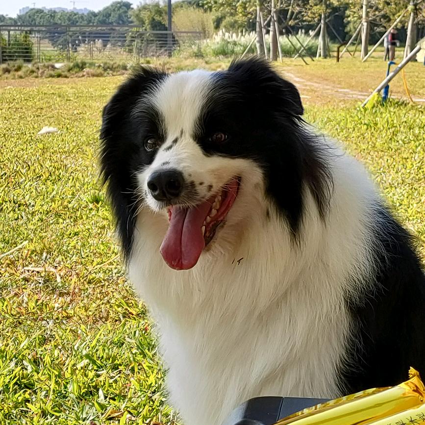 panda是边牧