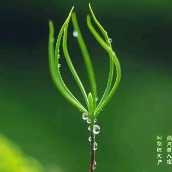 纠结的阳光