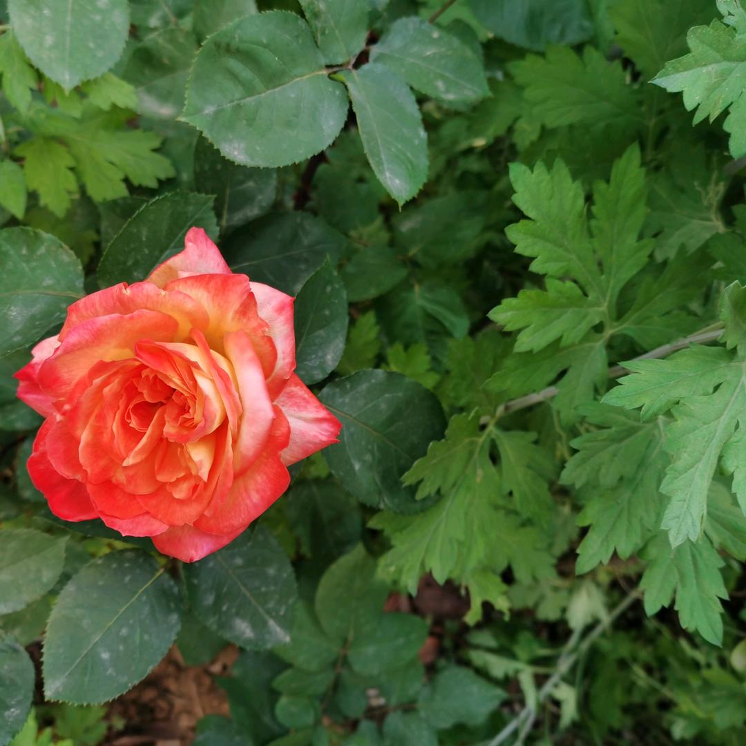 春花秋实