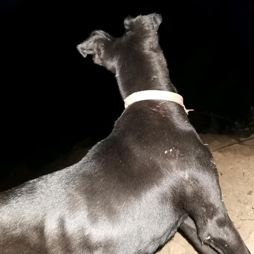 猎狗#敢死队【护农】