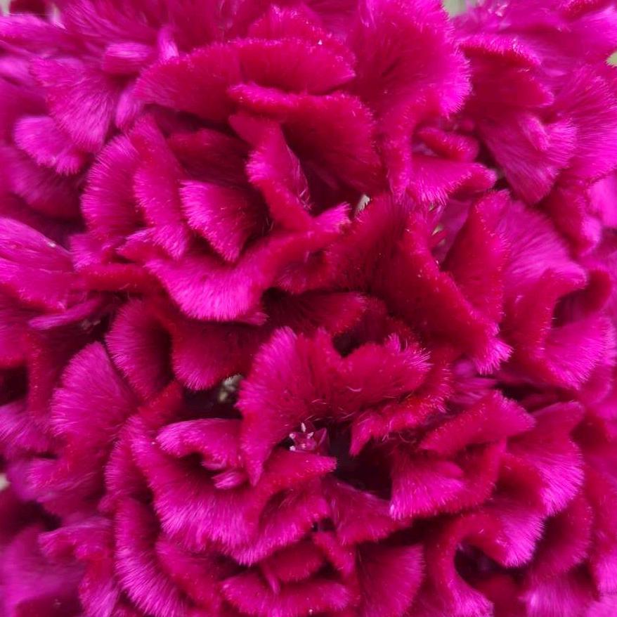 开心快乐🌸