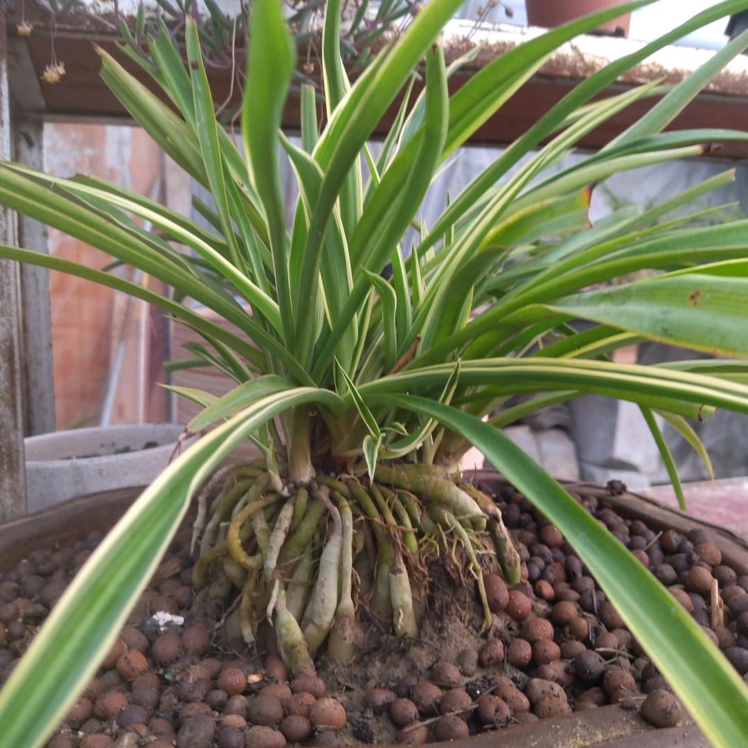 郑州幸福花卉农场