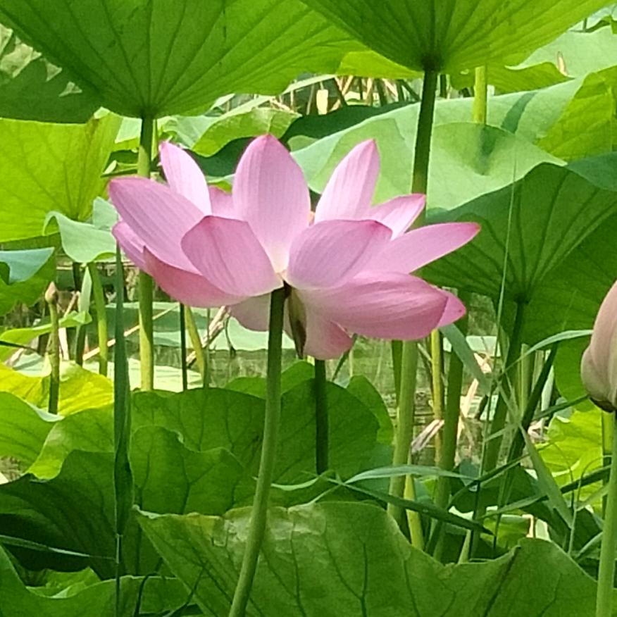 💋心-菩提💋