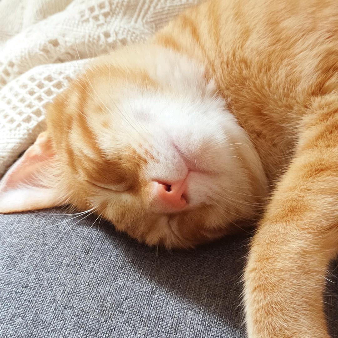 😺吴茉莉很乖