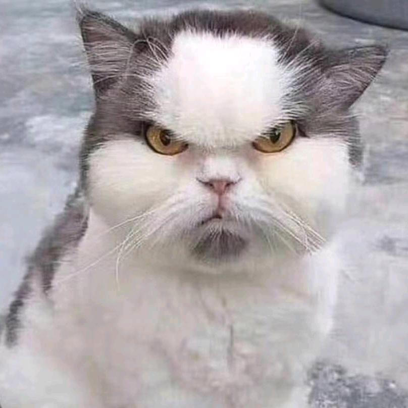 大猫