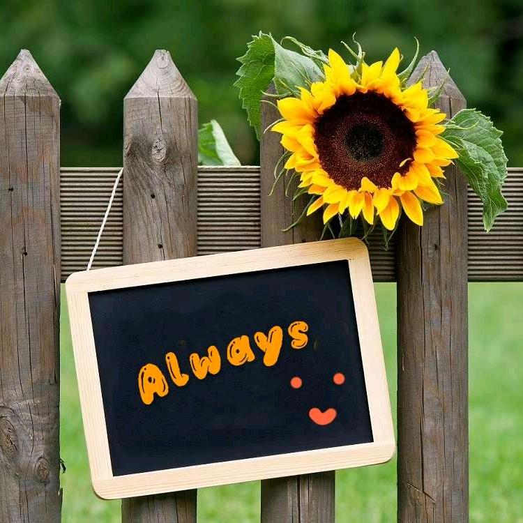 sunny
