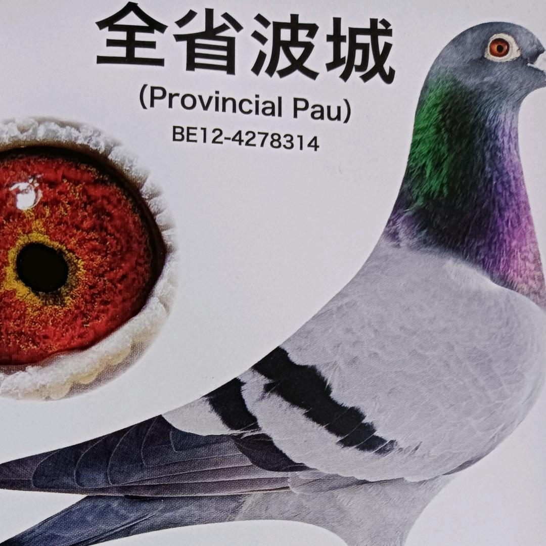 北京刘权鸽业