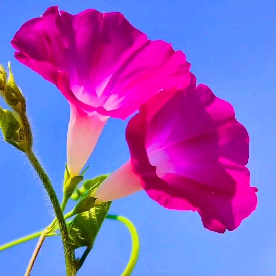 梅兰竹菊💐💐💐