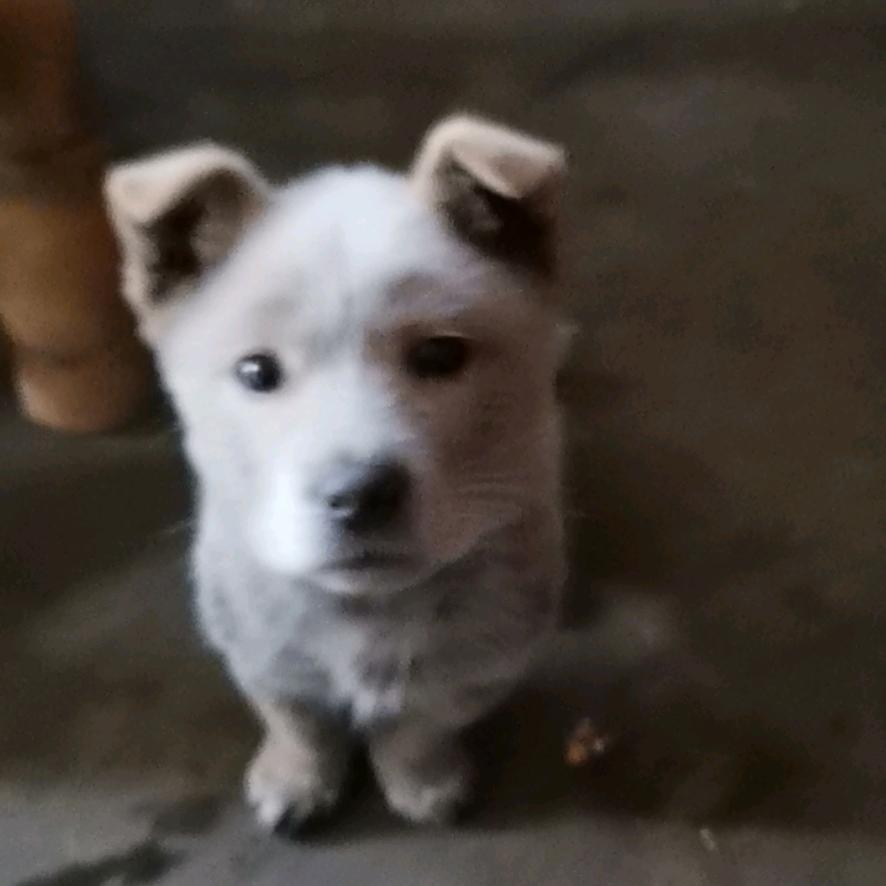 乡村发展研究独立学者