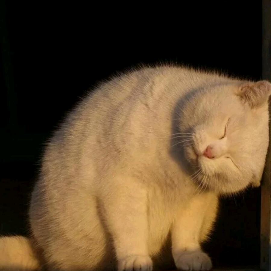财神爷的小宝贝