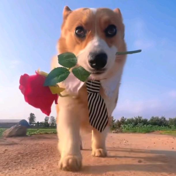 憨憨滴小浪仔💋