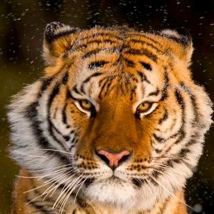 西藏小子。🤘🏼✌️