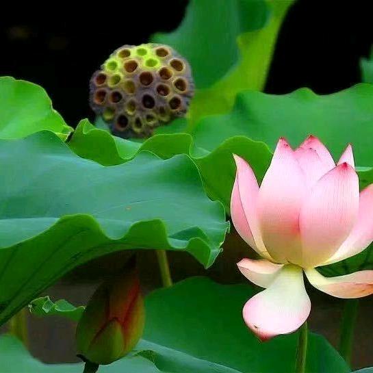 清竹