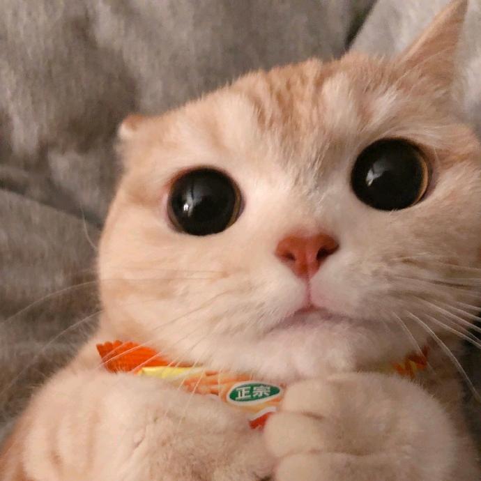 生性凶残袁老汉。