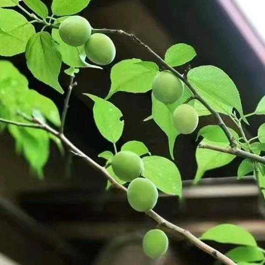 淡然静心
