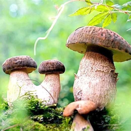 菇勇者🍄明哥
