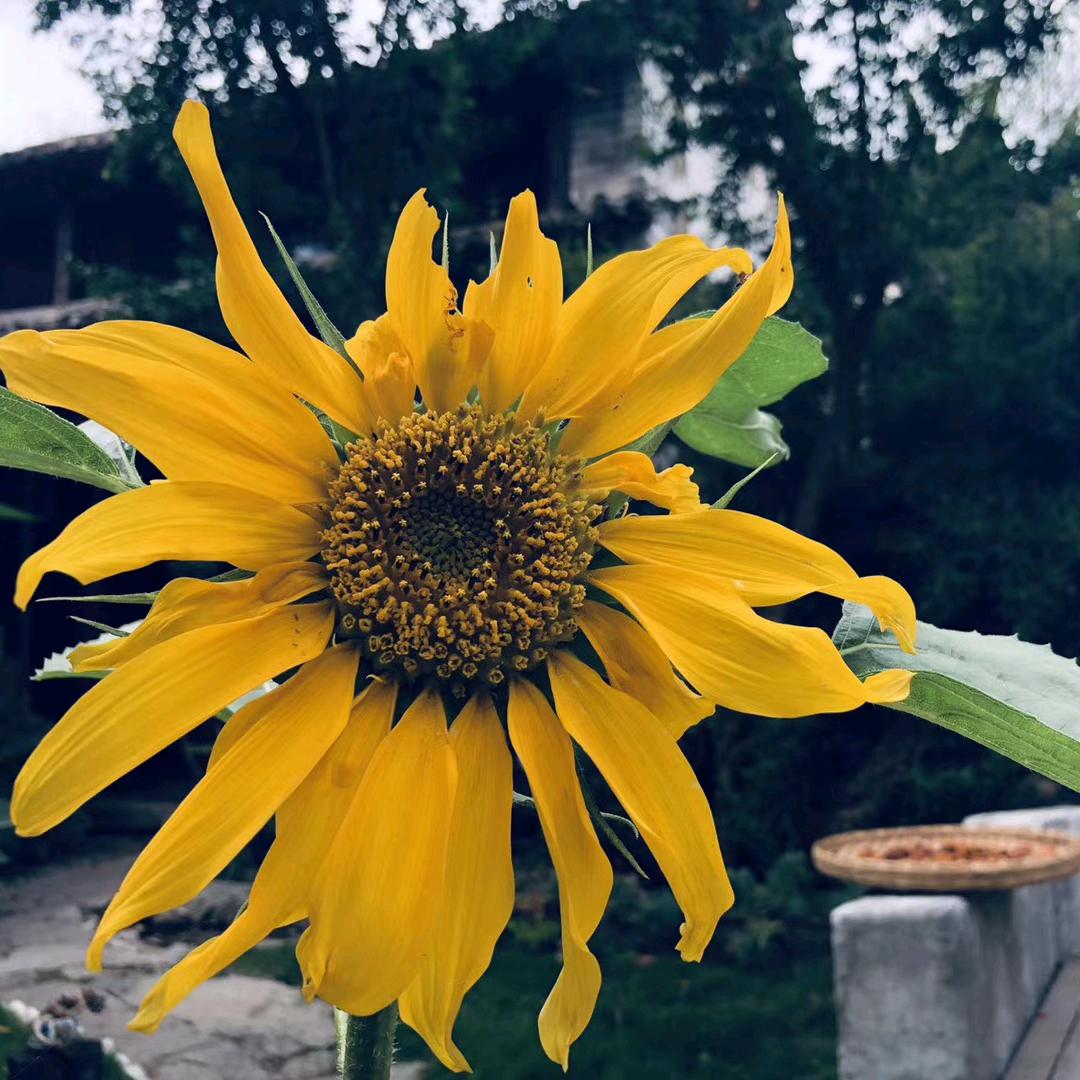 春风十里，不如你🤫