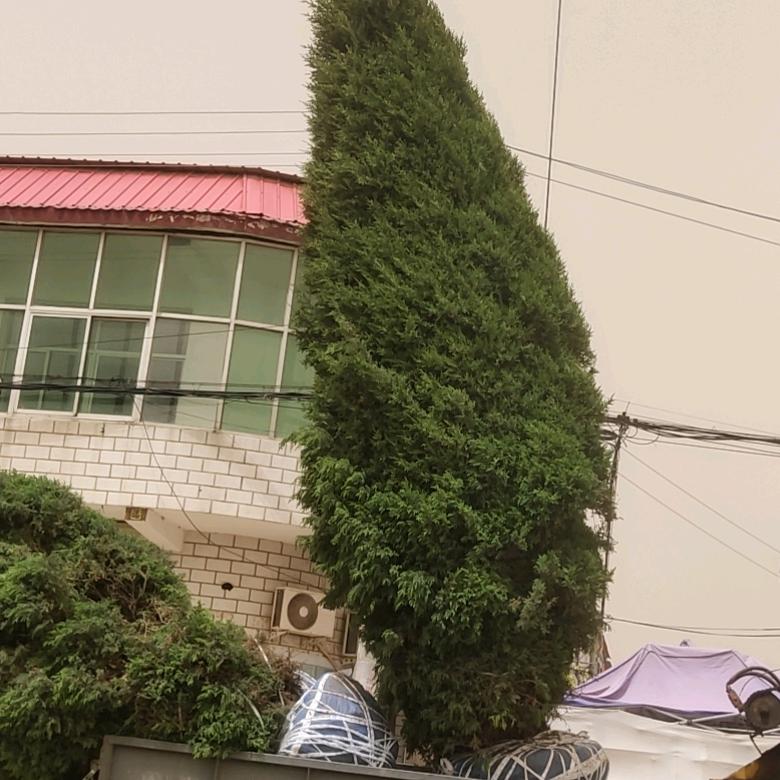 李波园林