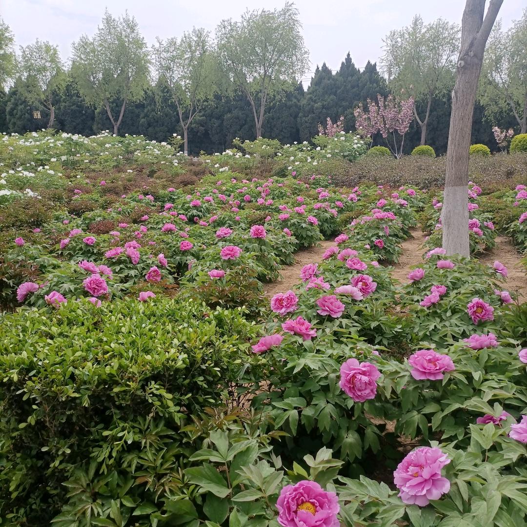 中华郡拉丝热狗棒