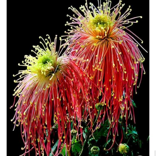 九月菊深秋依旧