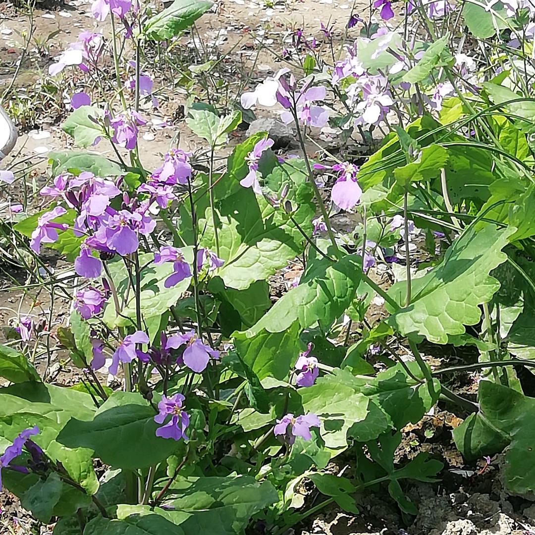 春暖花开🌸