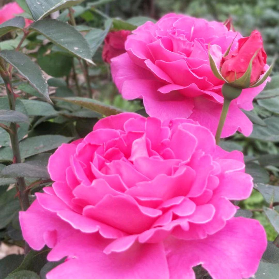 🌻🌹东明，涛哥🌹🌻
