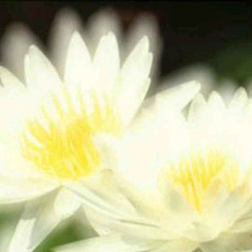 杨柳依依