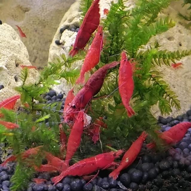 小生大鱼🐟🐟