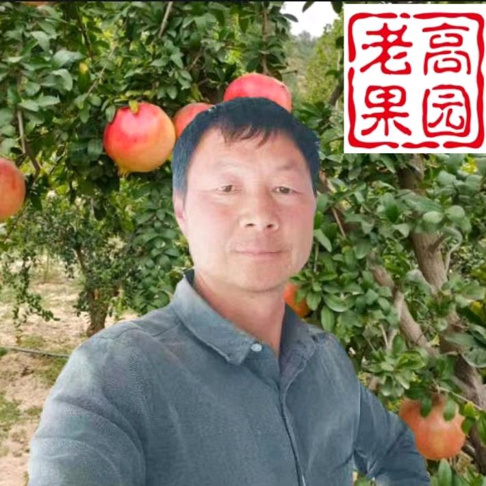 老高果园