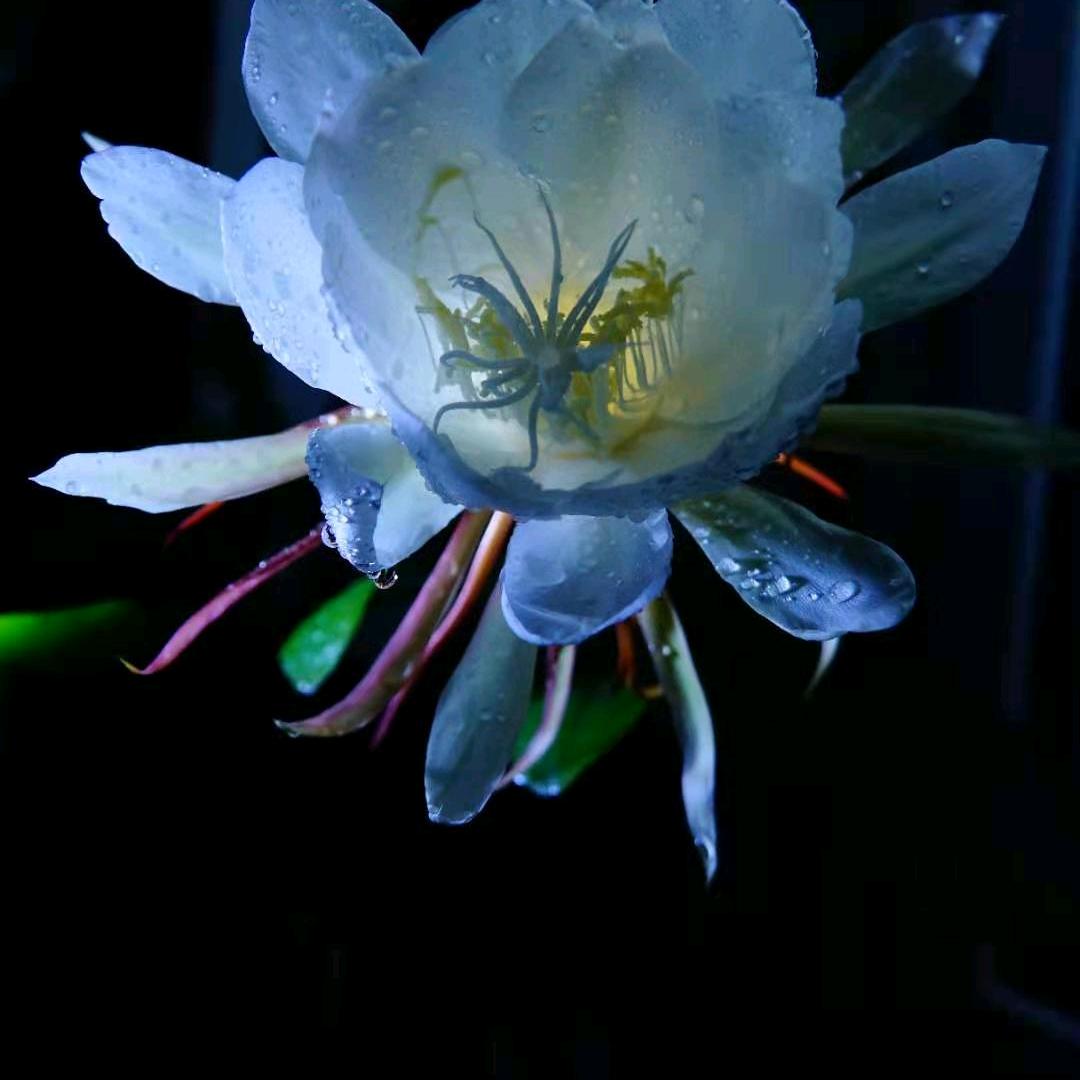波哥（土金）
