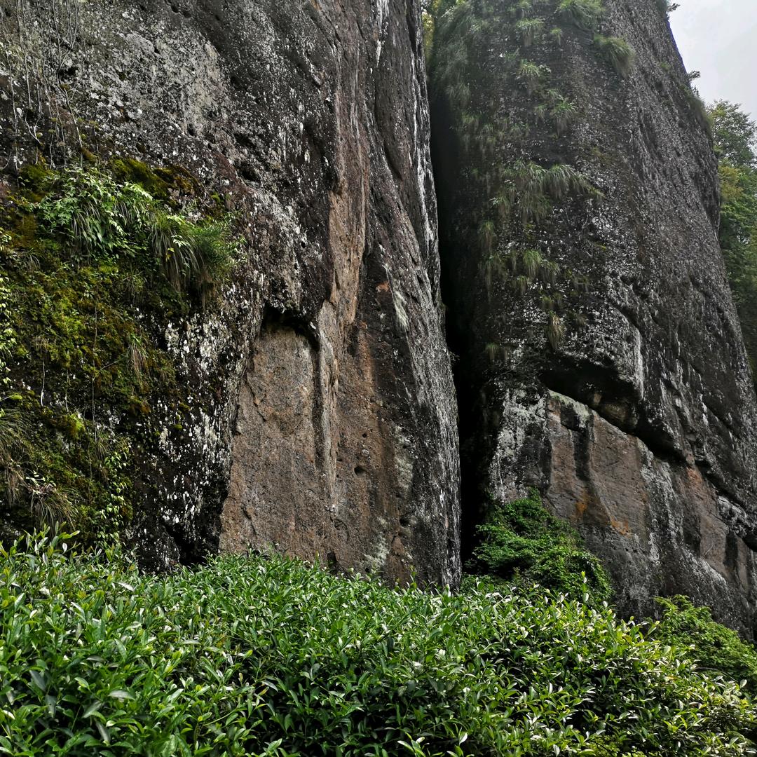妙极茶业周师傅