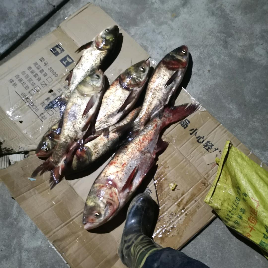 小强