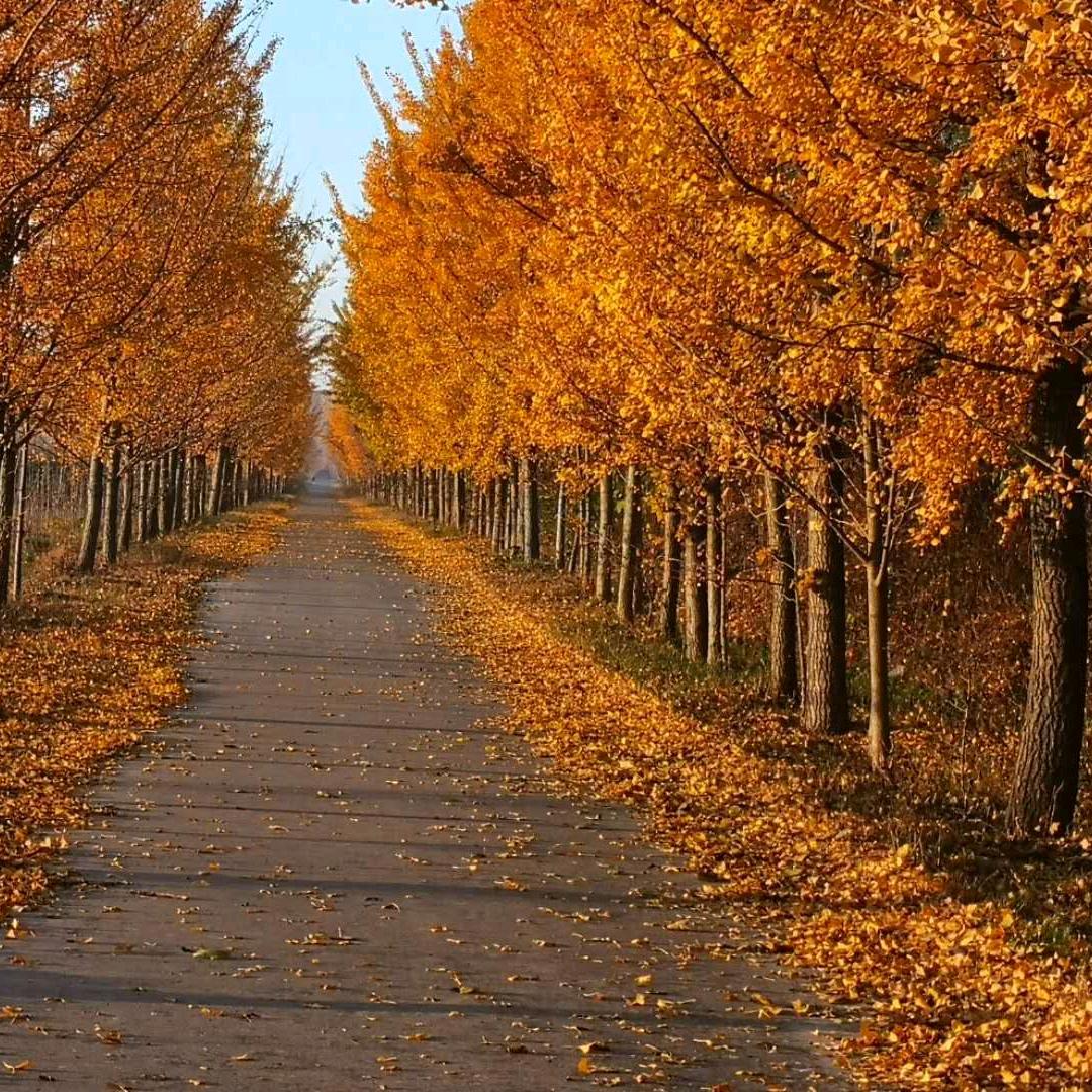 惠安雅(拒私聊)