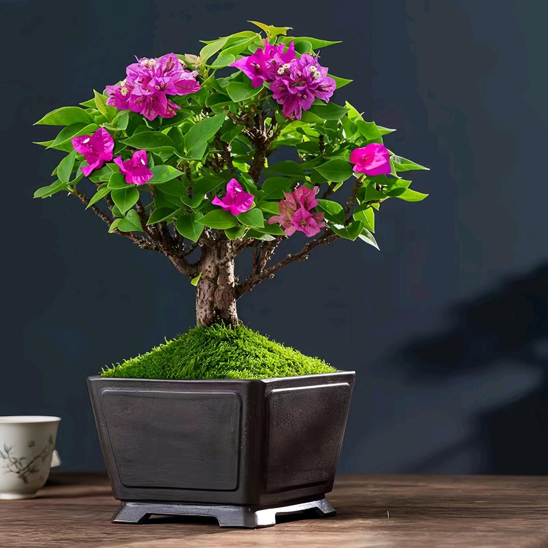 山有木兮绿植园艺